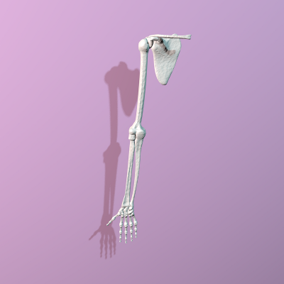 render frontal del brazo del esqueleto