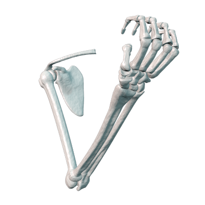 pose del brzao esqueleto realista