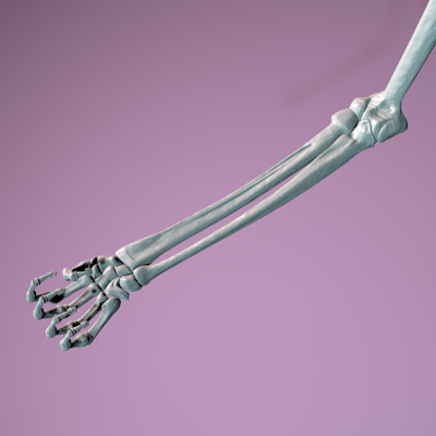 render detalle antebrazo esqueleto con mano flexionada