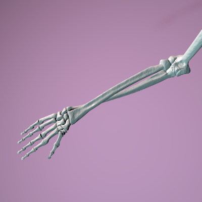 render detalle antebrazo esqueleto con mano estirada
